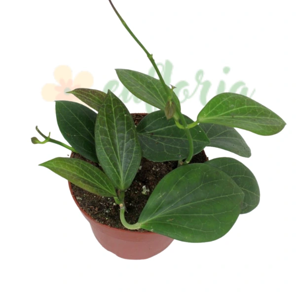 Plante speciale - Hoya hellwigiana