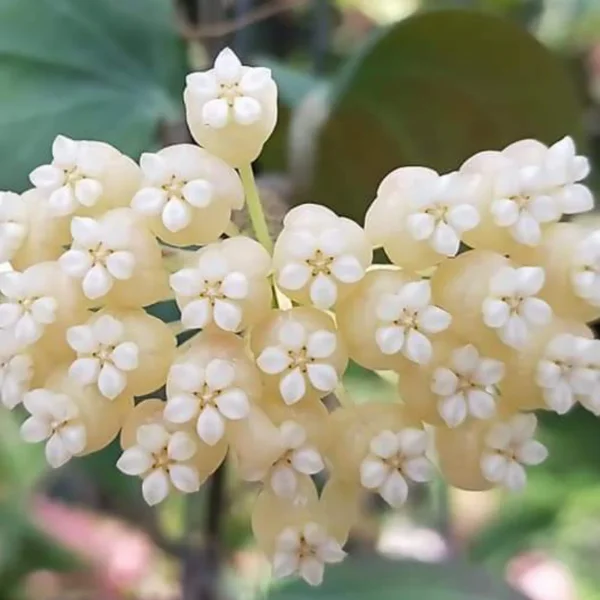 Hoya hellwigiana [1]