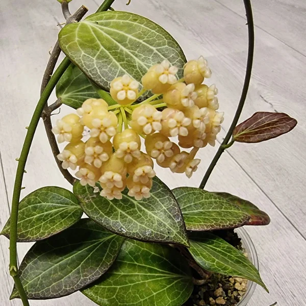 Hoya hellwigiana [2]