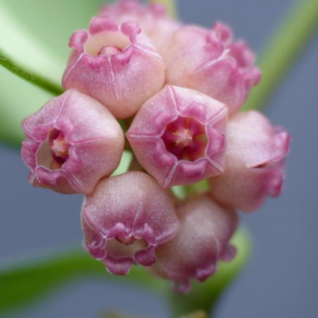 Hoya heuschkeliana 'Variegata' [1]