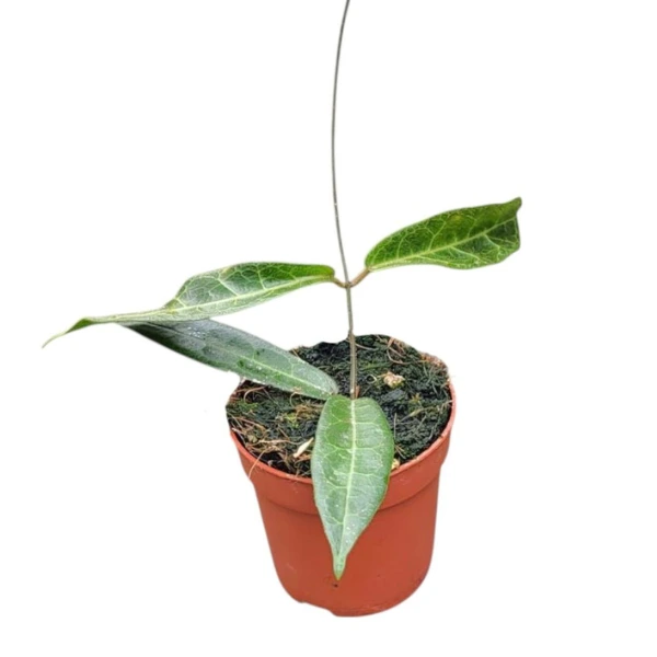 Hoya - Hoya hypolasia