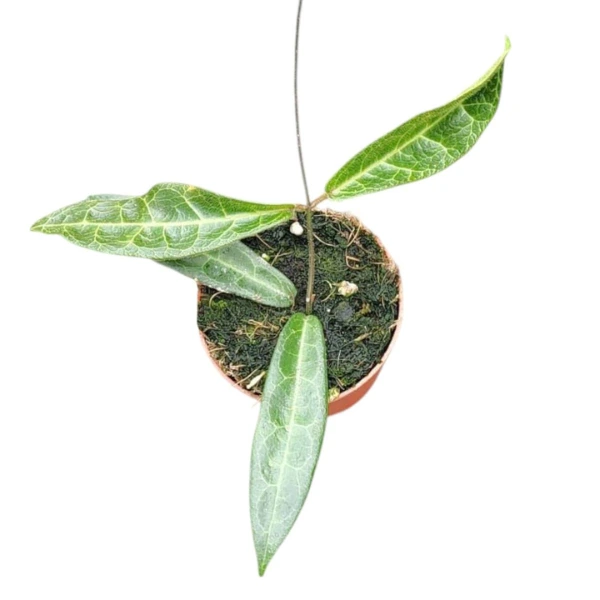Hoya hypolasia [1]