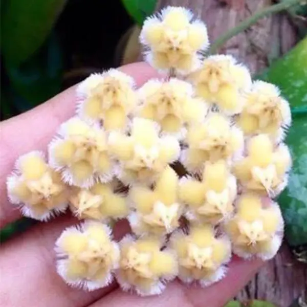 Hoya imbricata 'Splash' [2]