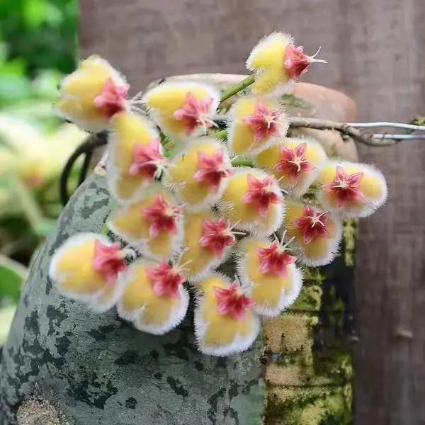 Hoya imbricata 'Splash' [3]