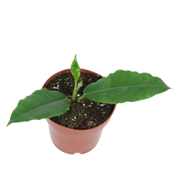 Hoya - Hoya imperialis sp. Palawan plantă tropicală cu frunze mari lucioase verde închis în ghiveci