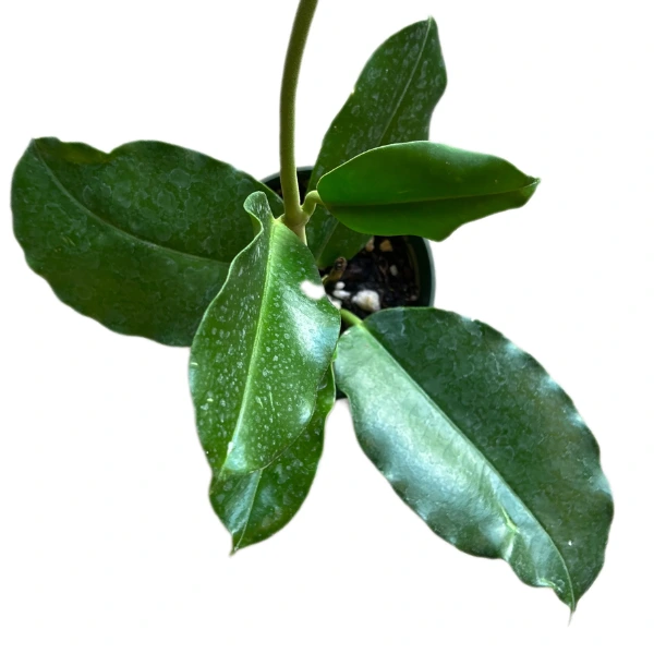 Hoya imperialis sp. Palawan plantă tropicală cu frunze mari lucioase verde închis în ghiveci [1]