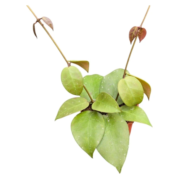 Hoya - Hoya incurvula