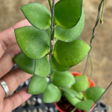 Hoya incurvula Palta Green cu frunze curbate verde-avocado [1]