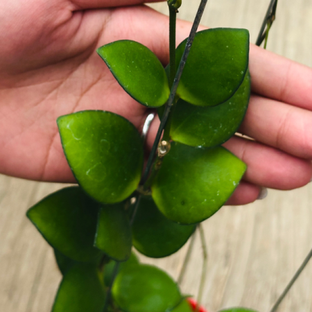 Precomandă - Hoya incurvula Palta Green cu frunze curbate verde-avocado