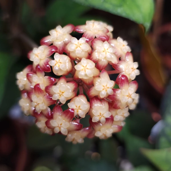 Hoya sp. Tanggamus Black Margin [1]