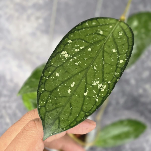 Hoya - Hoya sp. Tanggamus Black Margin