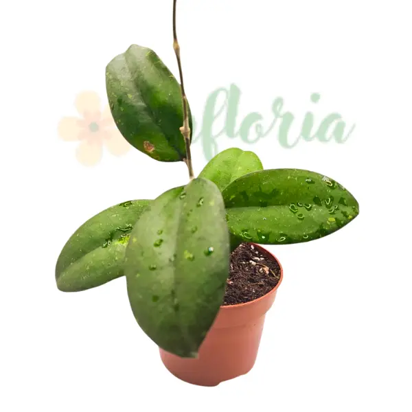 Hoya - Hoya 'Joy'
