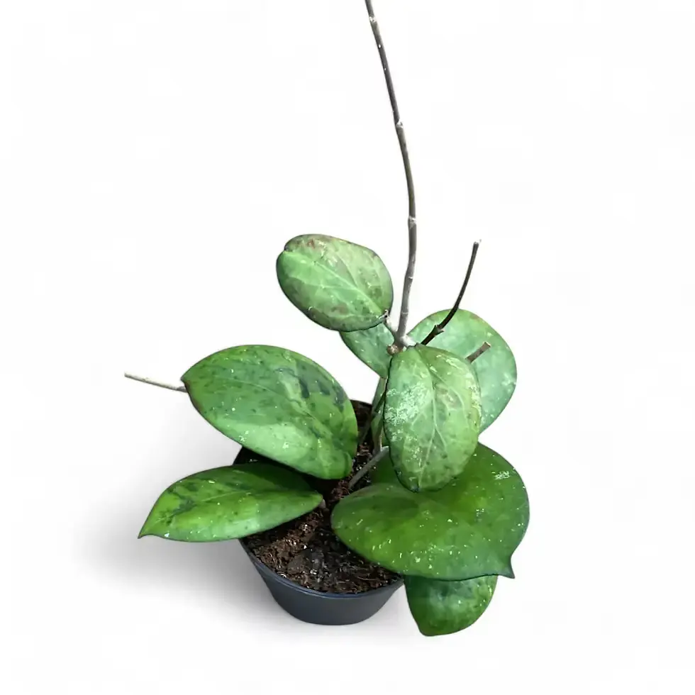 Hoya - Hoya 'Joy'