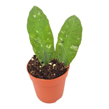 Hoya - Hoya kaikoana - rare tropical plant with compact waxy foliage