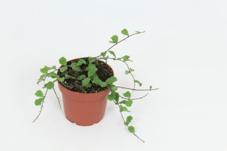 Plante speciale - Hoya kanyakumariana - Plantă miniaturală rară de interior