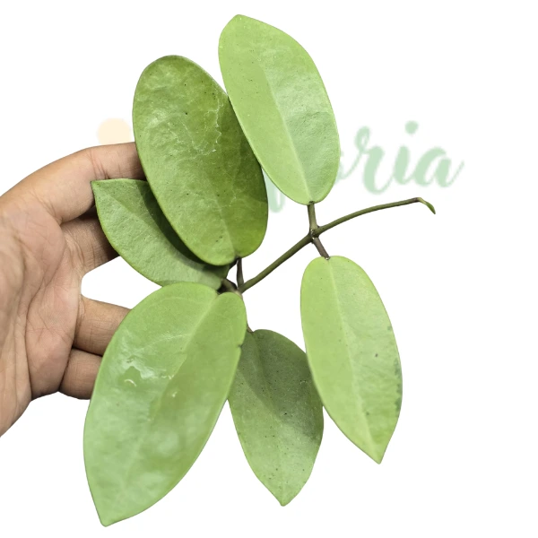 Plante speciale - Hoya Silver Dollar