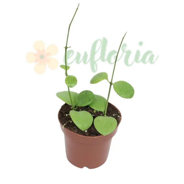 Plante speciale - Hoya kastbergii