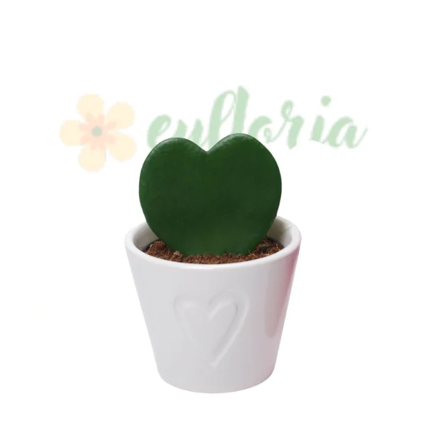 Hoya - Hoya kerrii 'Variegata' Valentine Vie