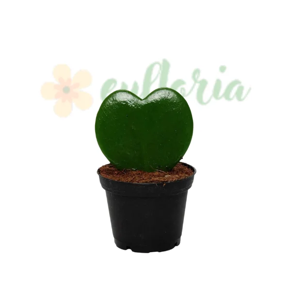 Hoya - Hoya kerrii 'Variegata' Valentine Vie