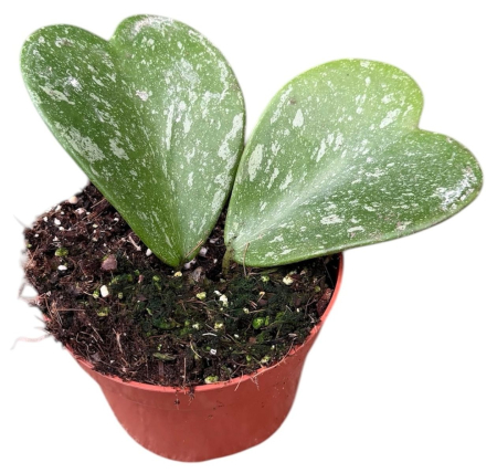 Plante înflorite - Hoya kerrii 'Splash' D10.5cm — frunze cordate cu pattern argintat