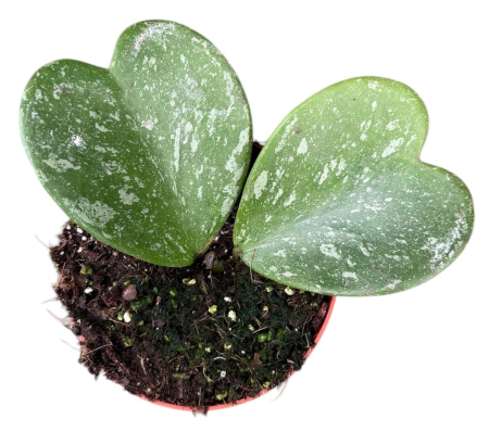 Hoya kerrii 'Splash' D10.5cm — frunze cordate cu pattern argintat [1]