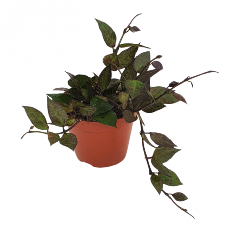 Hoya - Hoya Krohniana Black în ghiveci – frunze ovale verzi-închise