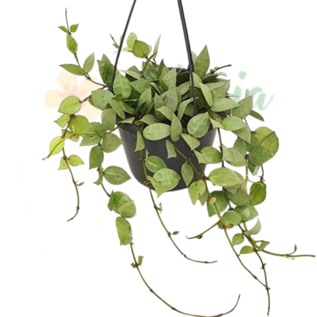 Plante de interior - Hoya krohniana 'Eskimo'