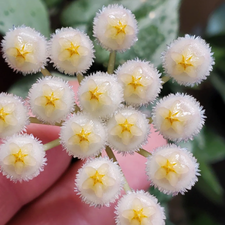 Hoya krohniana 'Eskimo' [2]