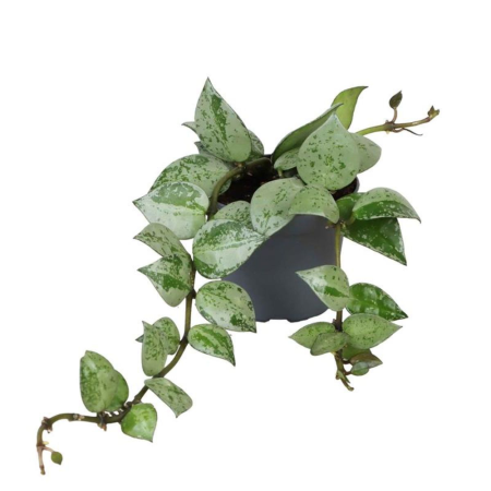 Hoya - Hoya krohniana 'Eskimo'