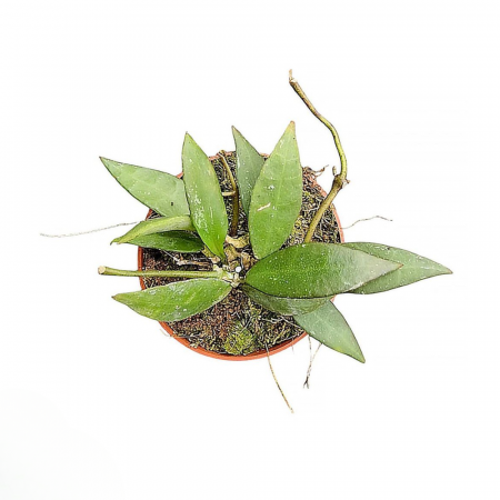 Hoya - Hoya lacunosa