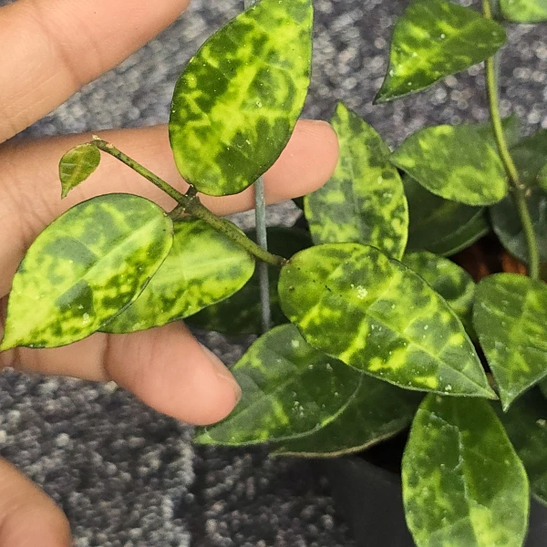 Hoya - Hoya lacunosa 'Amarillo'