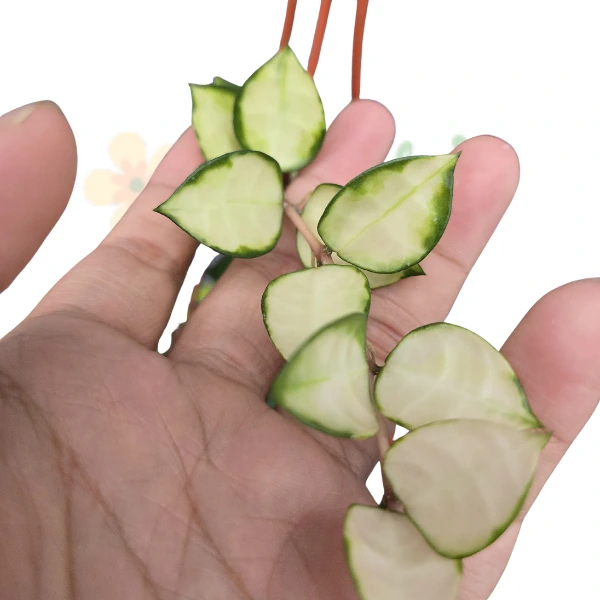 Hoya - Hoya lacunosa 'Asami' Reverse