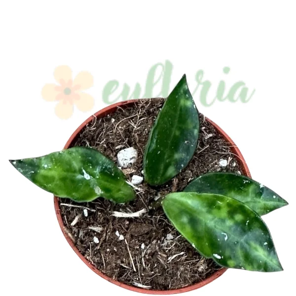 Plante speciale - Hoya lacunosa 'Amarillo'