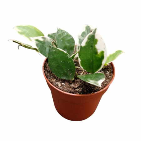 Plante speciale - Hoya lacunosa 'Asami'