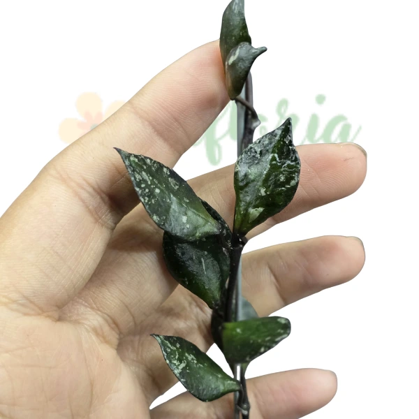 Hoya - Hoya lacunosa 'Black Long Leaf'