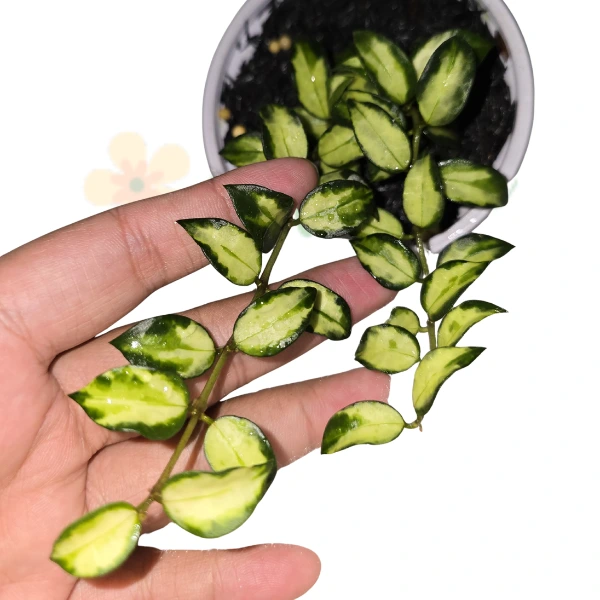 Hoya - Hoya lacunosa 'Bruno'