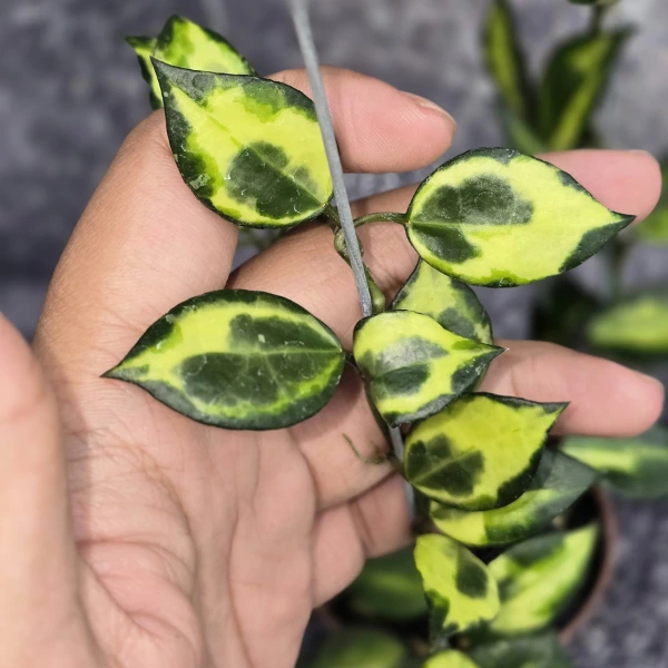 Hoya - Hoya lacunosa 'Illumi'