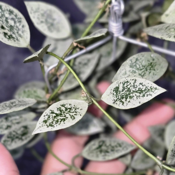 Hoya - Hoya lacunosa 'Leopard Skin'