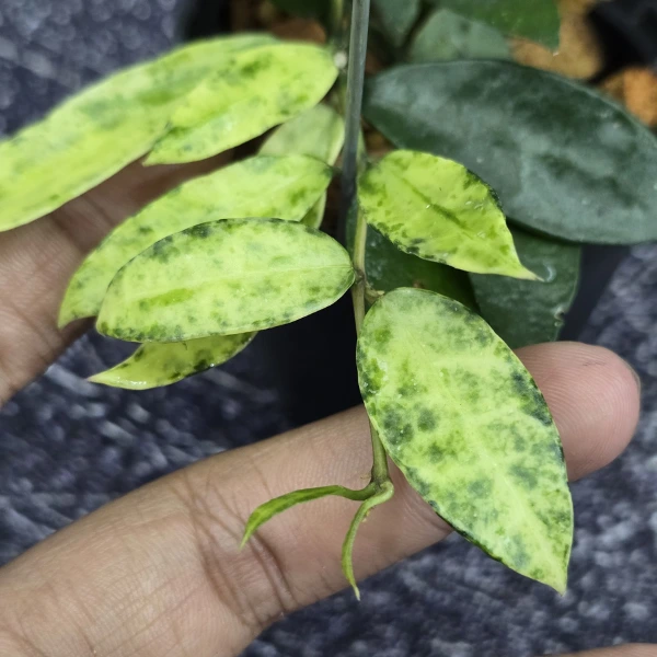 Hoya - Hoya lacunosa 'Peridot'