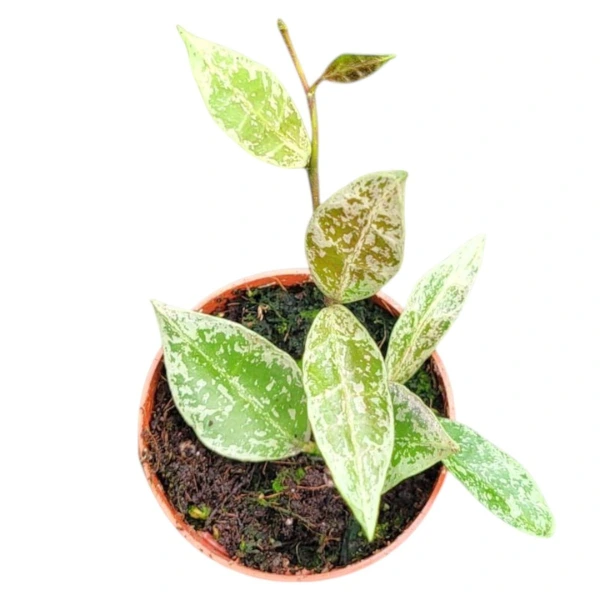 Hoya lacunosa variegata [1]
