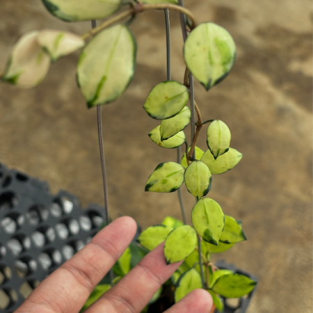 Precomandă - Hoya lacunosa Minara cu umbele de flori alb-crem pudrate