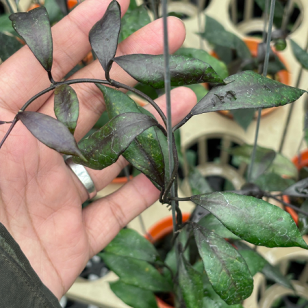 Precomandă - Hoya lacunosa 'Royal Black' - plantă rară cu frunze închise