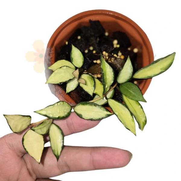 Hoya - Hoya lacunosa 'Souma'