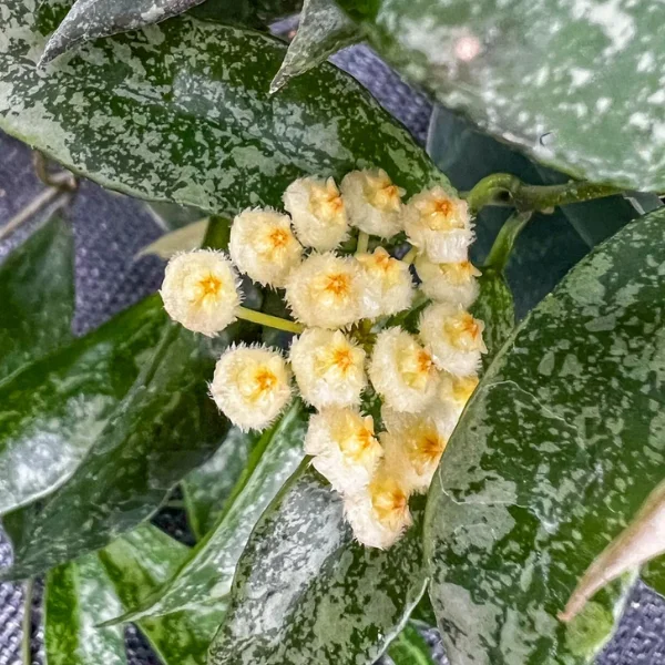 Hoya lacunosa «Snow Leopard» — Plantă parfumată cu frunze argintii sălbatice [1]