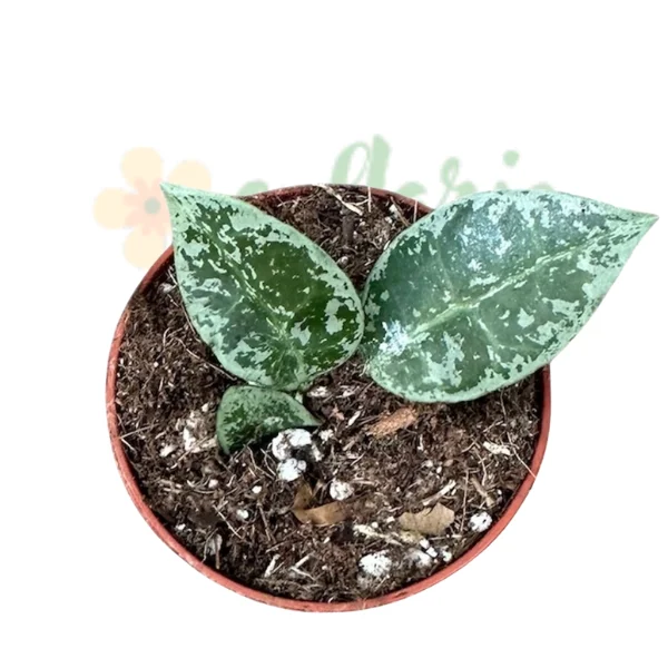 Plante speciale - Hoya lacunosa «Snow Leopard» — Plantă parfumată cu frunze argintii sălbatice