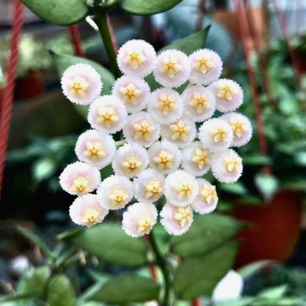 Hoya lacunosa „Laos” – Splash argintiu și parfum de scorțișoară [1]