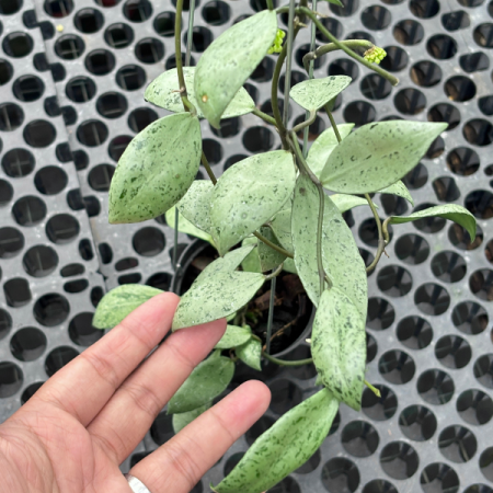 Precomandă - Hoya lacunosa 'Sulcata' - plantă rară cu frunze nervurate