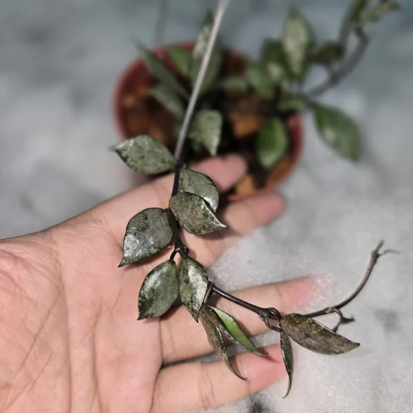 Plante speciale - Hoya lacunosa 'Violet'
