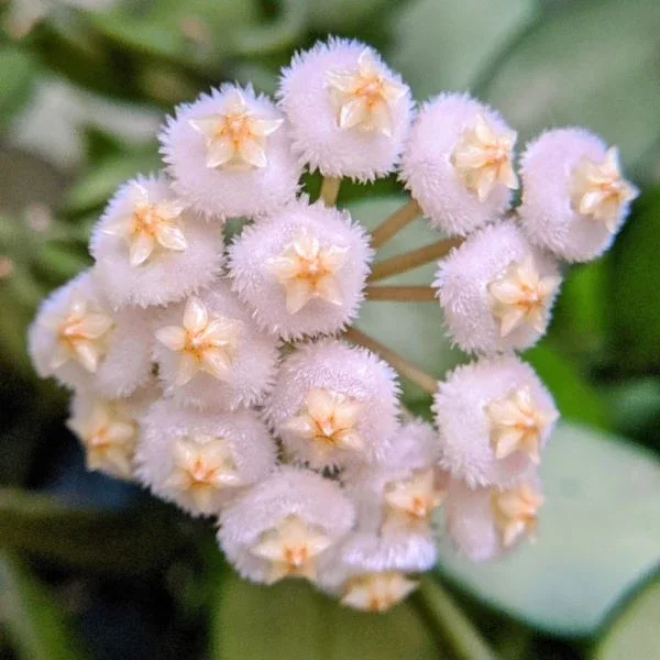 Hoya lacunosa 'Violet' [1]