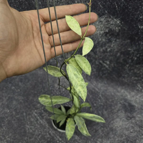 Hoya - Hoya lacunosa 'Winter Pandora'